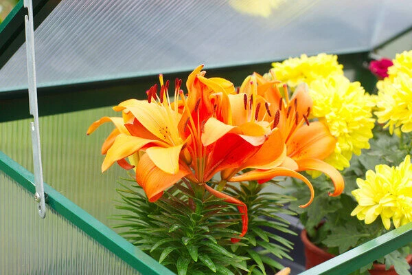 OUTFLEXX Gewächshaus, Grün, Alu/Polycarbonat 4mm, Pulverbeschichtet, 76 X 38,5 X 98,5 Cm – Bild 3